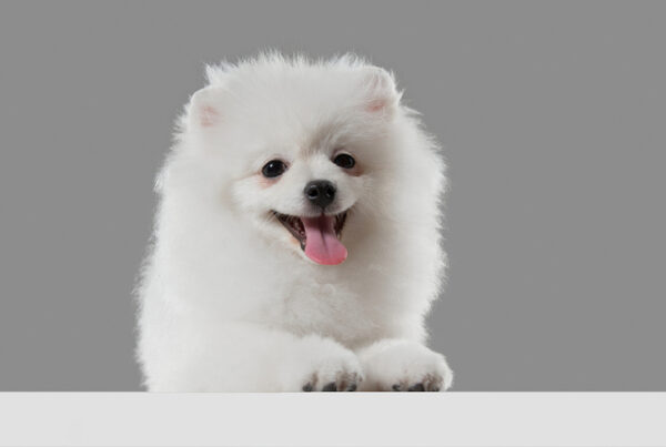 10 Pet Influencers in Singapore To Follow for Daily Cuteness